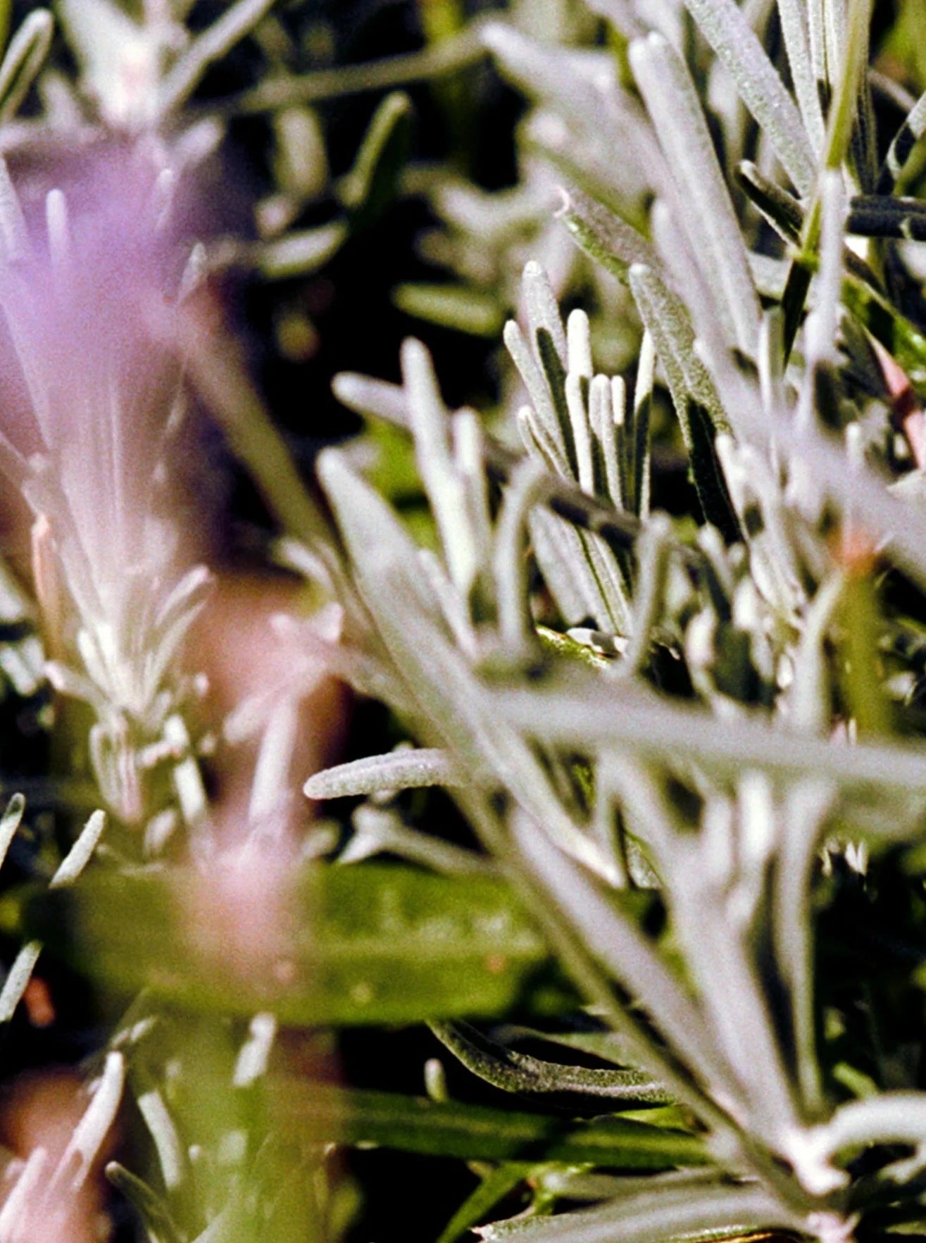 L:A BRUKET No. 094 Hand & Body Wash - Sage, Rosemary, Lavender