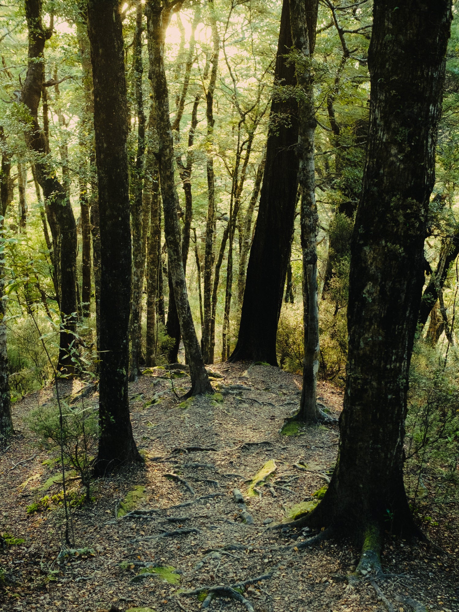 Sunlit native forest with lush green trees and moss-covered woodland, symbolizing natural skincare ingredients and sustainable beauty.