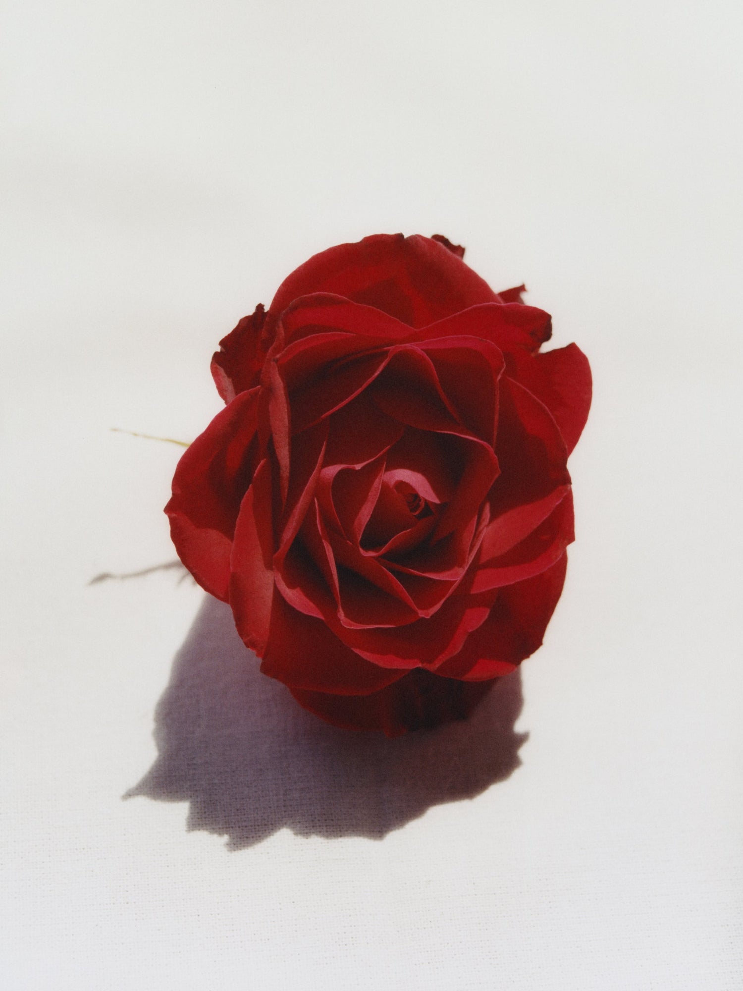 MONASTERY XX Rose Glycolic Gel with a red rose in an editorial still life